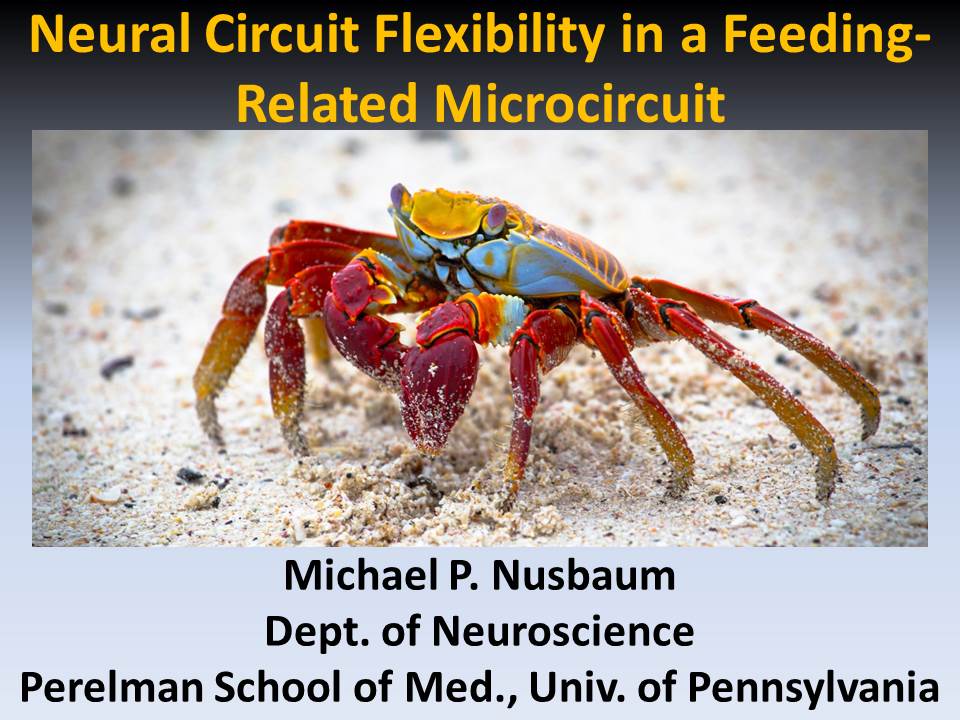 Neural Circuit Flexibility in a Feeding-Related Microcircuit